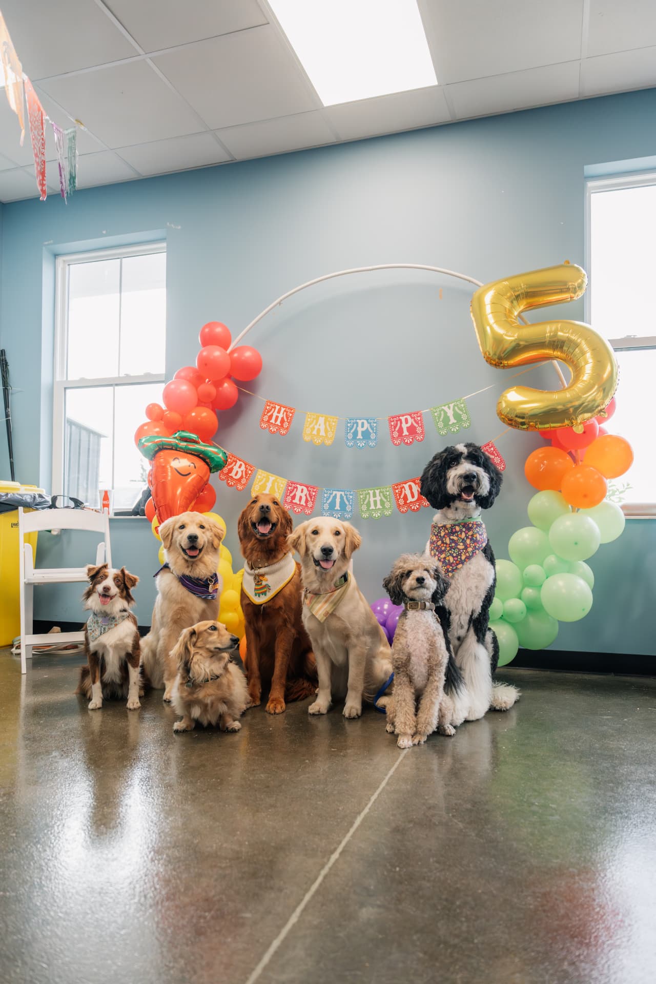 Pawty Room Rental