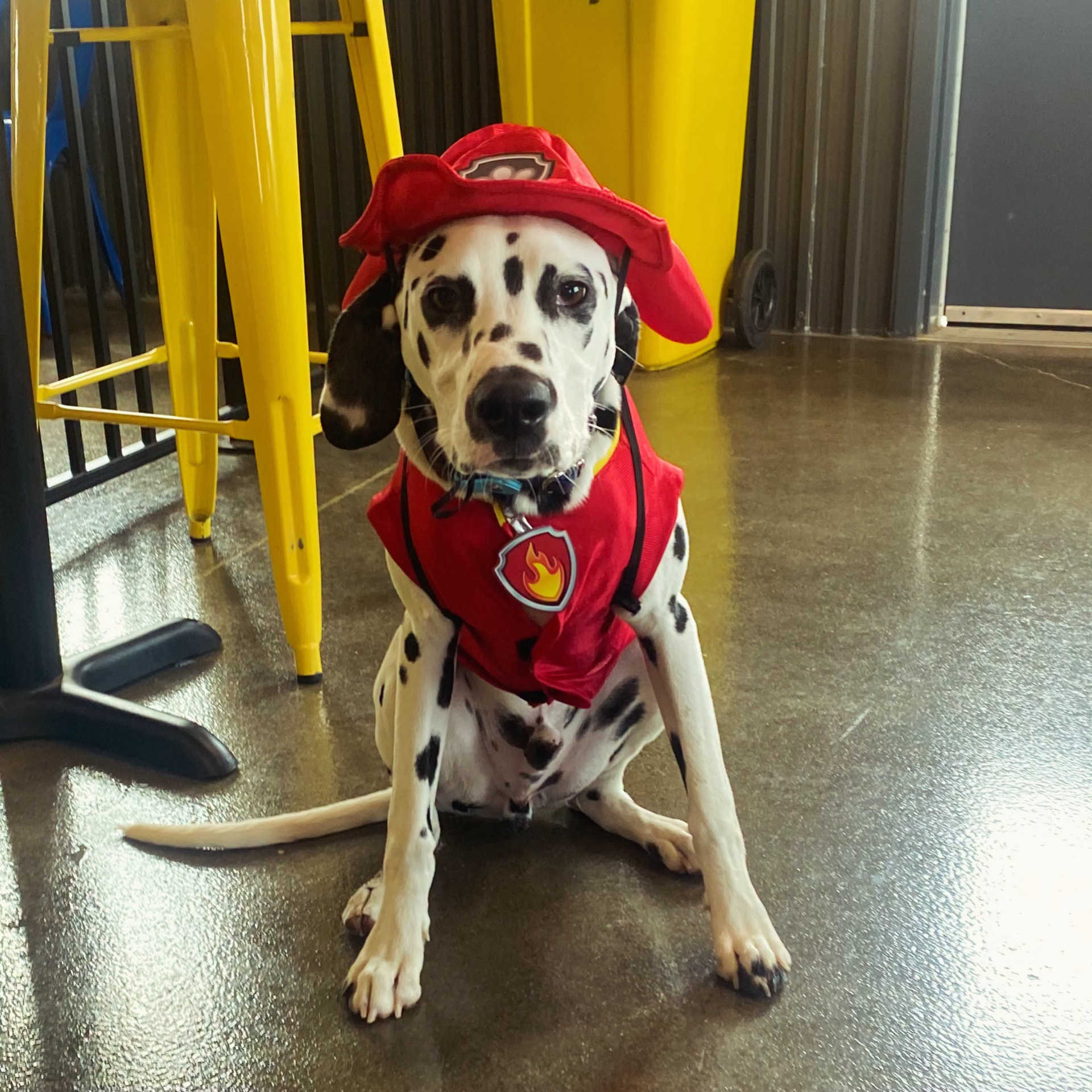 Stripes at the Paw Patrol Event